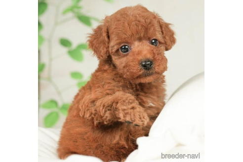 成約済の千葉県のトイプードル-208849の4枚目